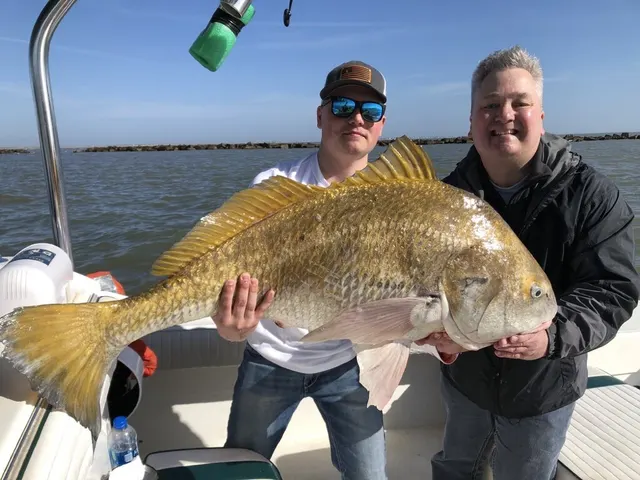 Two anglers with a golden drum brought aboard on a sunny Gulf day