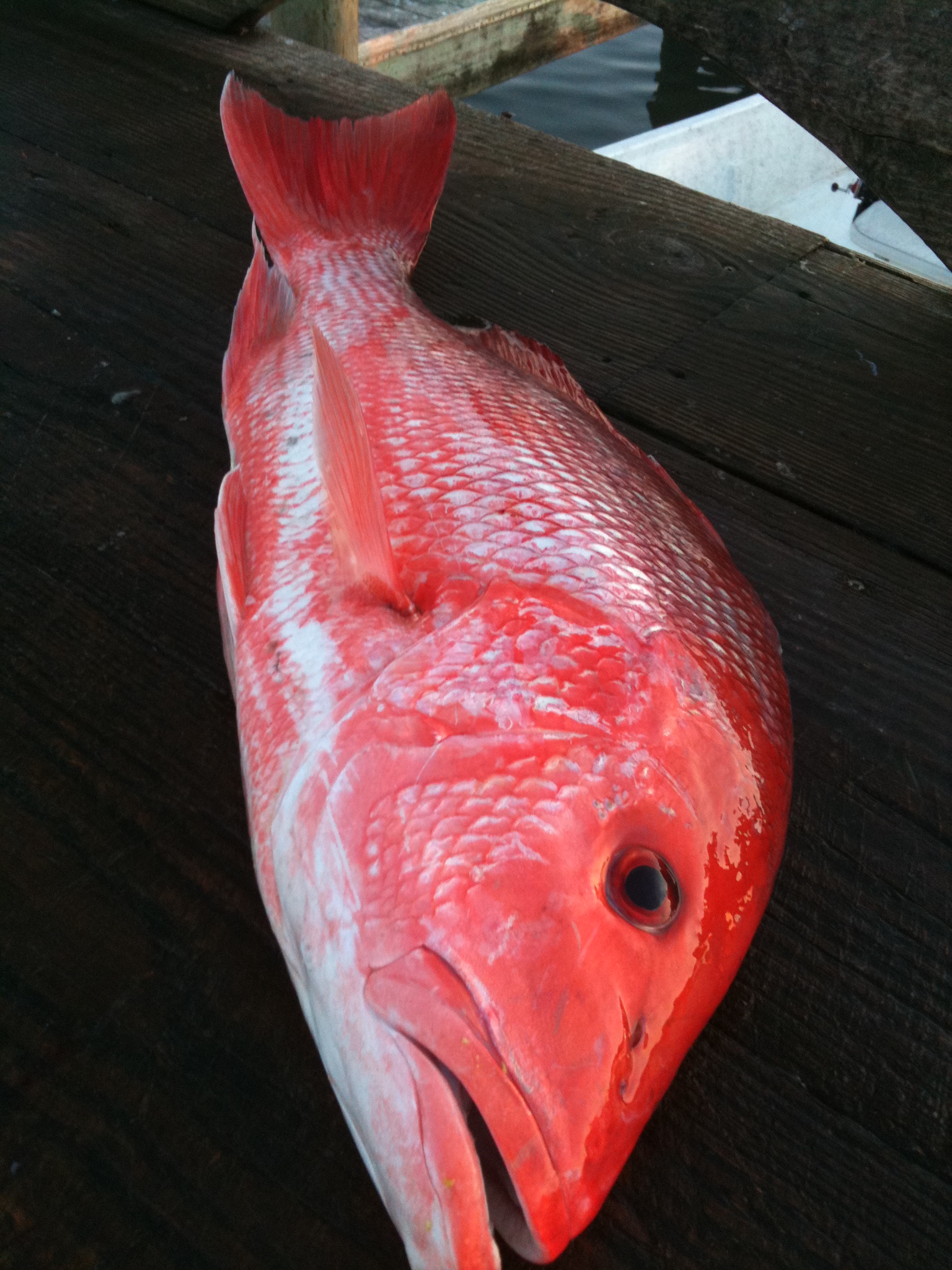 texas-red-snapper