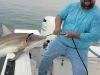 Blacktip Shark Guide Texas Gulf Coast Galveston