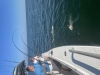 Doubled Up Charter Captain Galveston Shark Fishing Texas